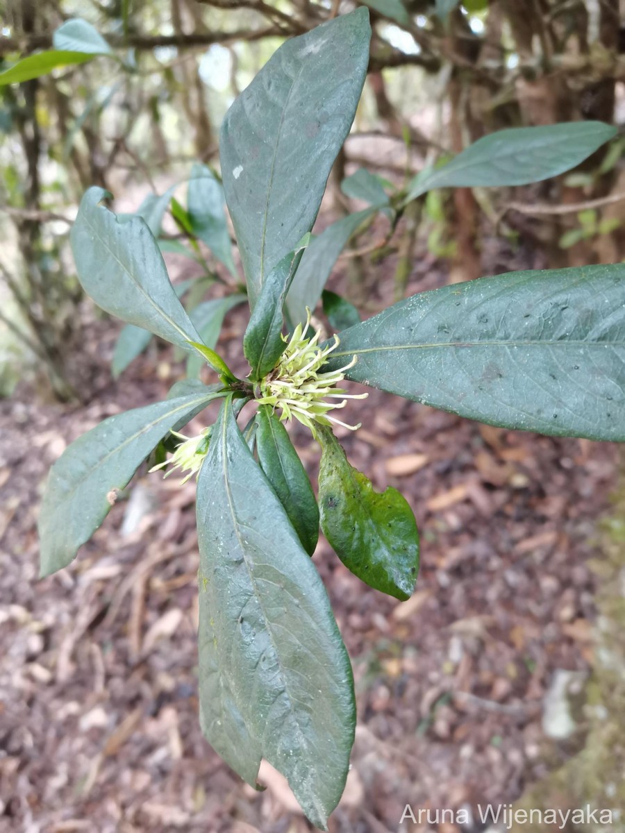Pavetta involucrata Thwaites